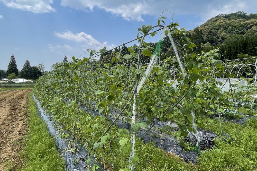 日向市百生会のオーガニック野菜と晴天の様子